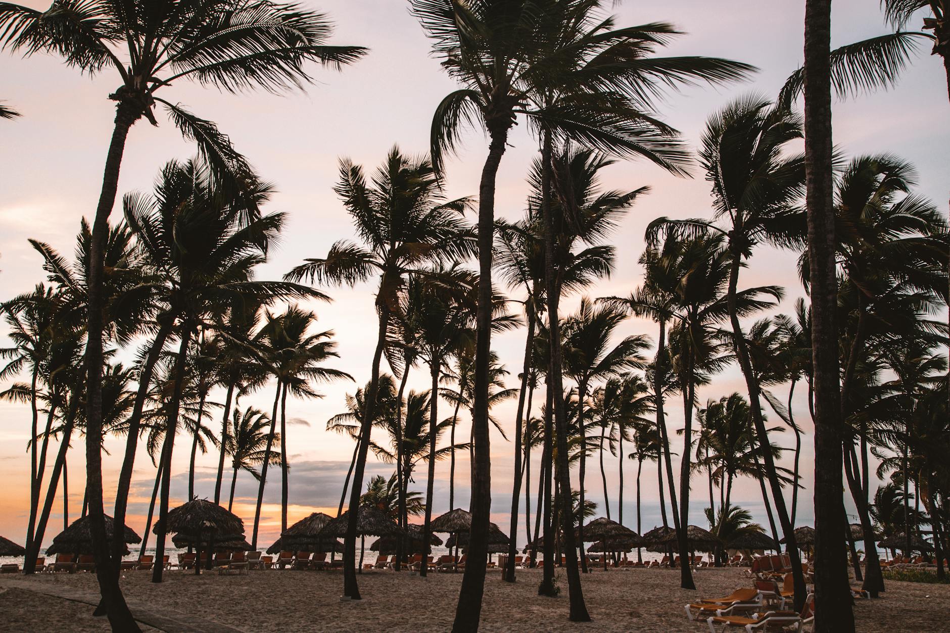 Palm trees silhouetted against a stunning Punta Cana sunset on a serene beach.