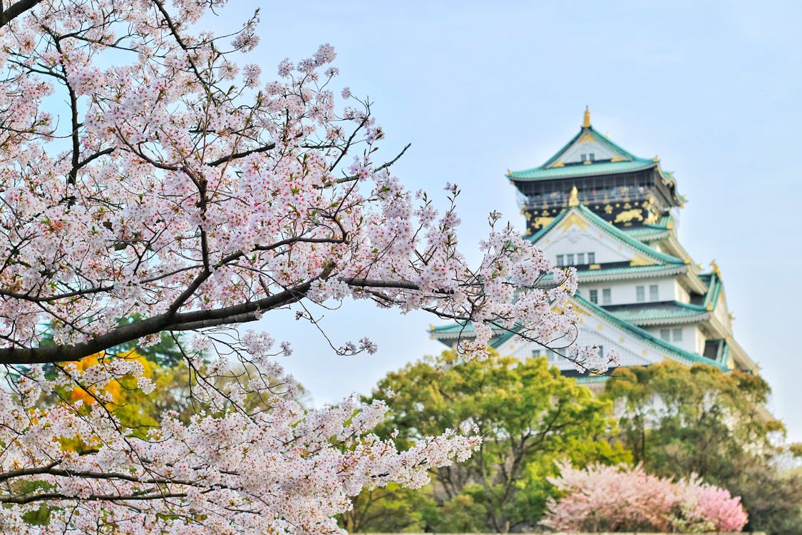 Kirschblüten und Tempel in Japan