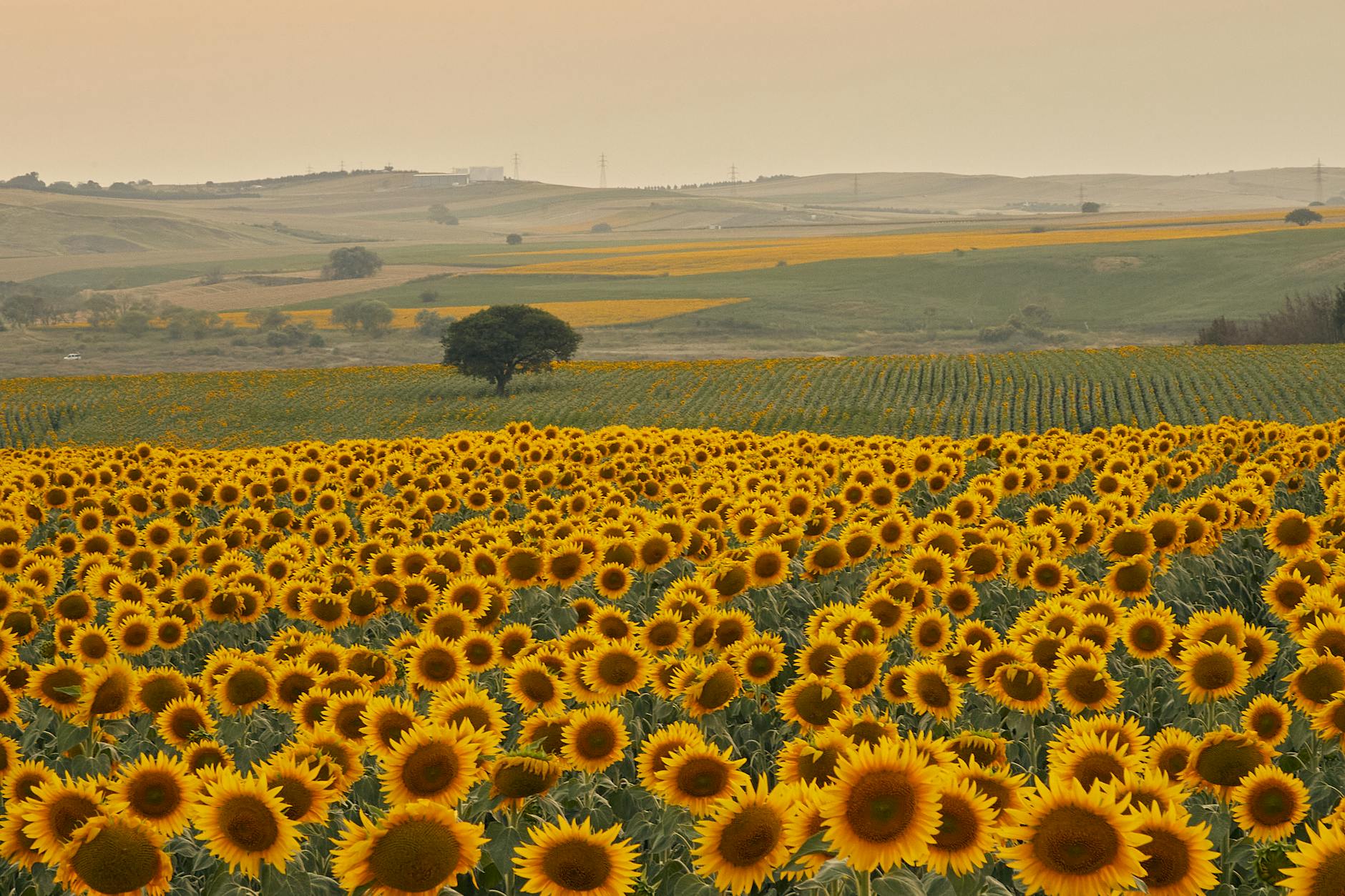 A breathtaking view of a sunflower field under a sunset sky, evoking summer vibes.