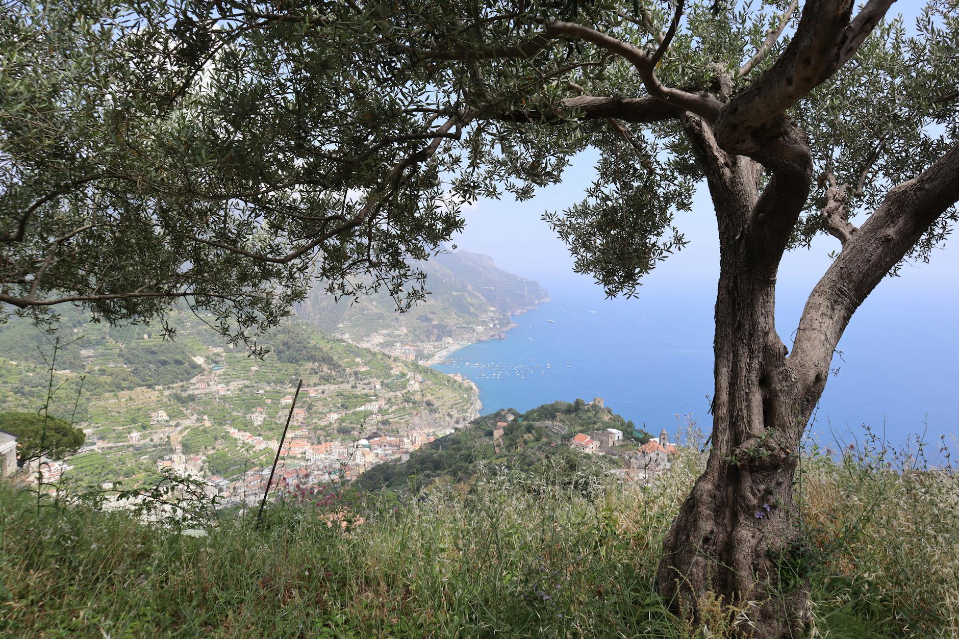 A stunning view of the Amalfi Coast through olive trees, embodying natural beauty.