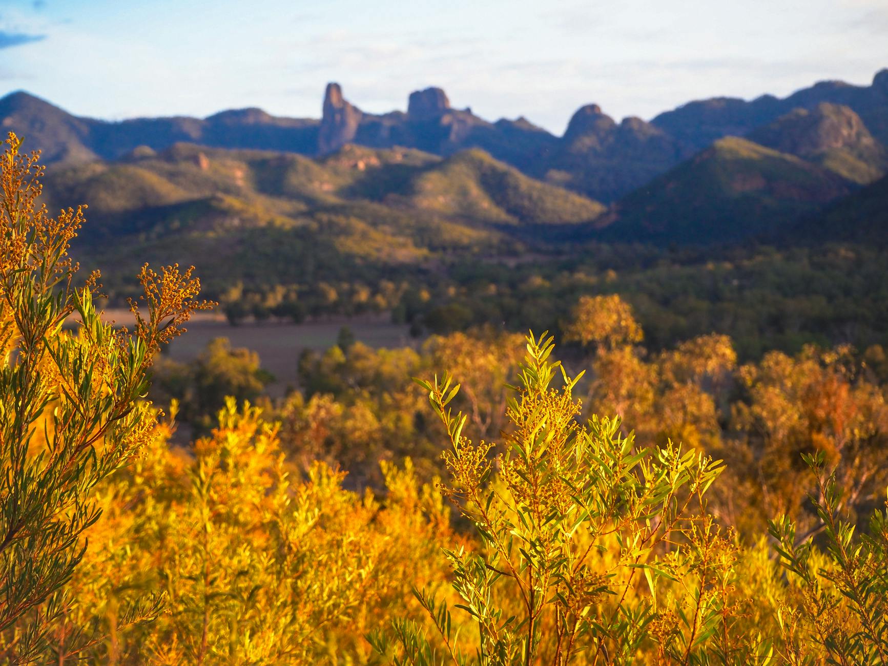 Stunning view of Warrumbungle National Park during golden hour, showcasing lush bushland and majestic mountains.
