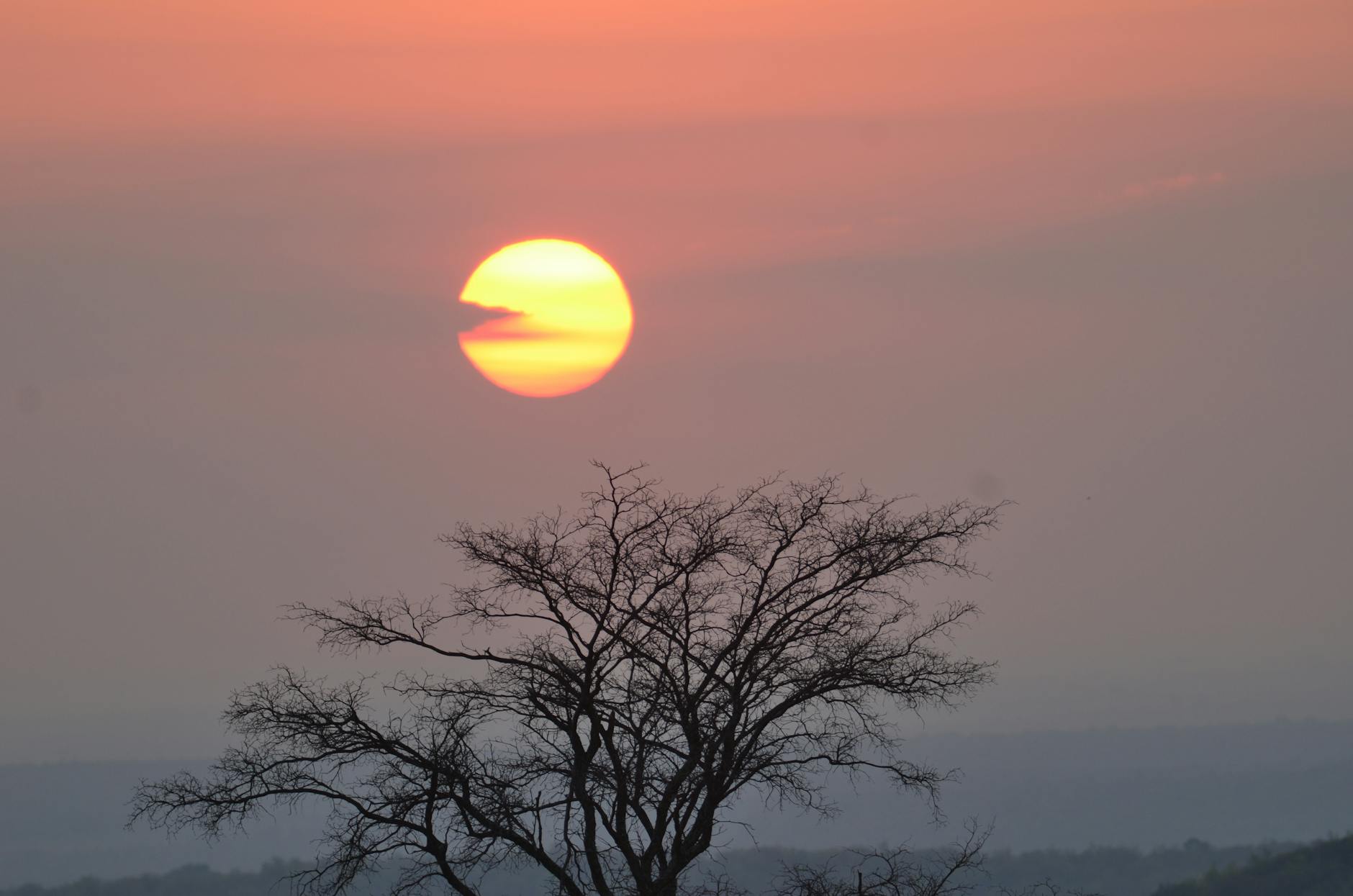 Peaceful sunset with a silhouette of a tree against a pink sky in Bela-Bela, South Africa.