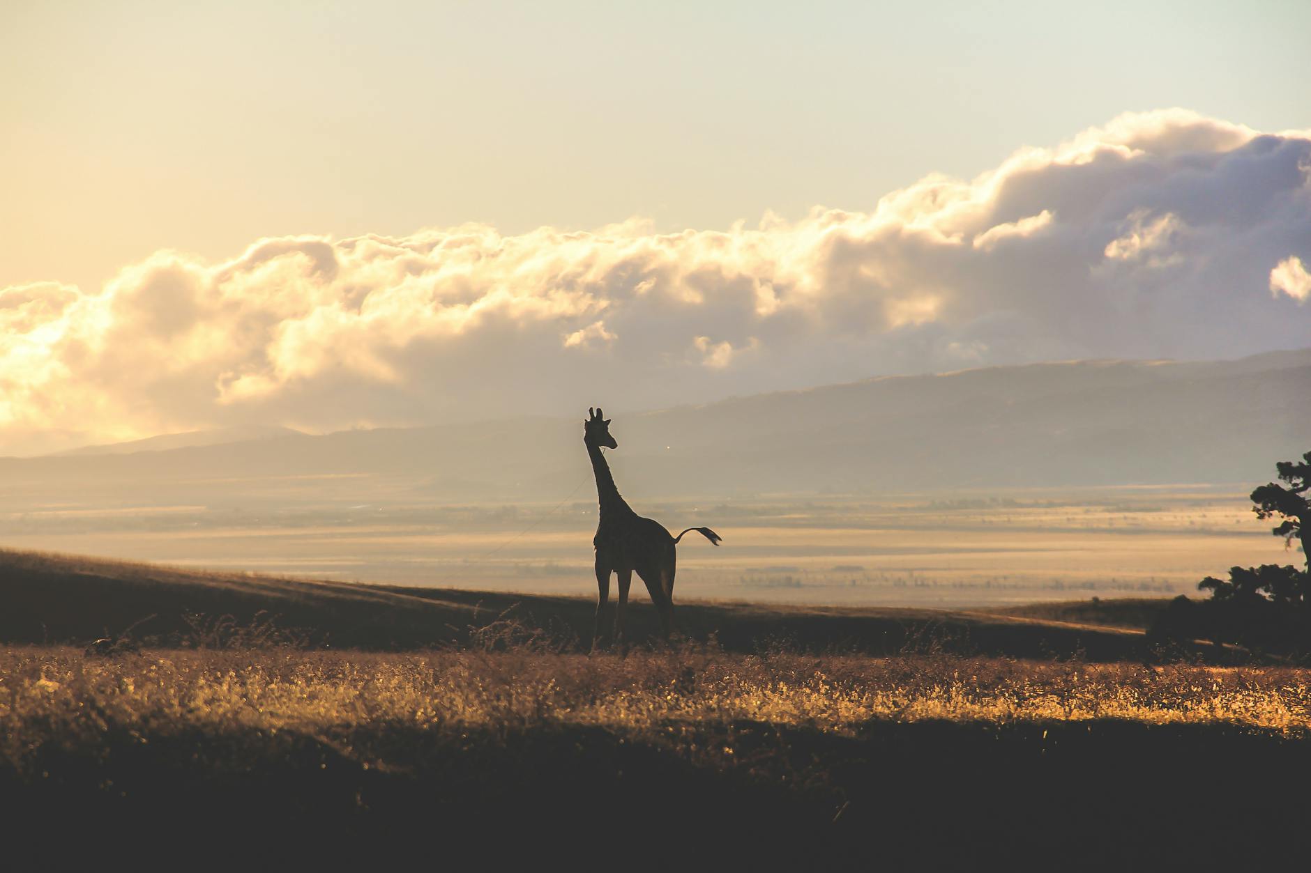 Majestic giraffe silhouette against a dramatic sunset sky in the African savannah.