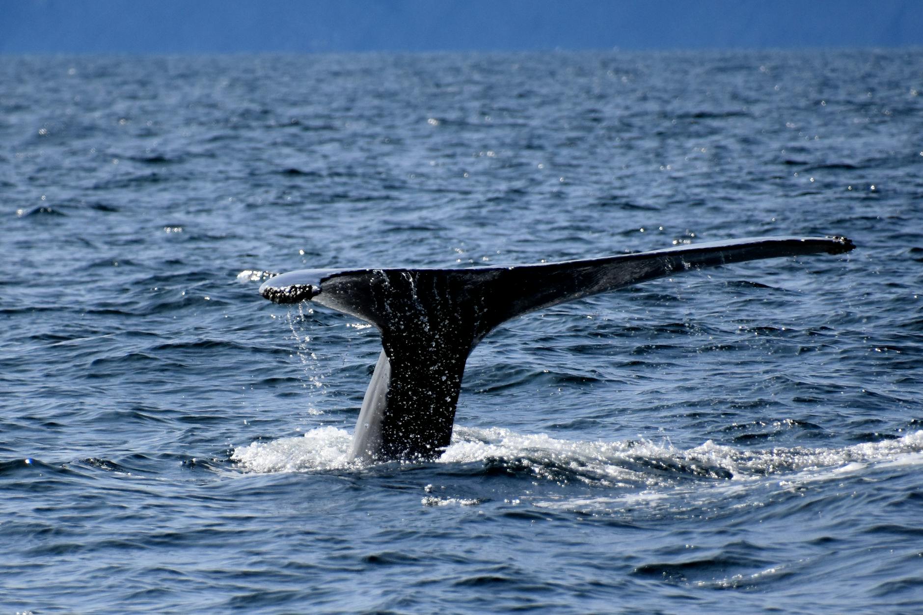 Humpback whale tail emerges from the ocean in Gaspé, Canada.